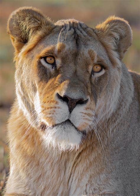 terrestrial animals pictures|Terrestrial Animals Photos and Premium High Res Pictures.
